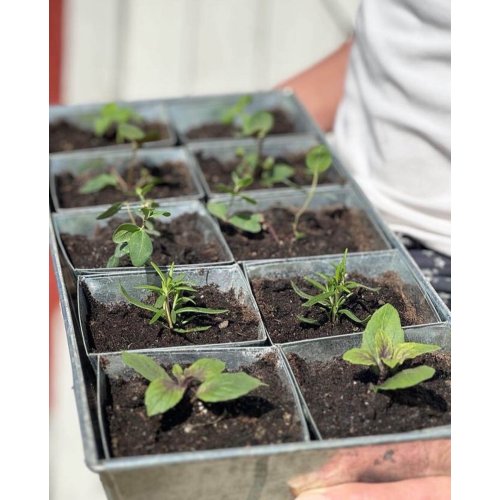 PLATEAU + POTS À SEMIS EN ZINC