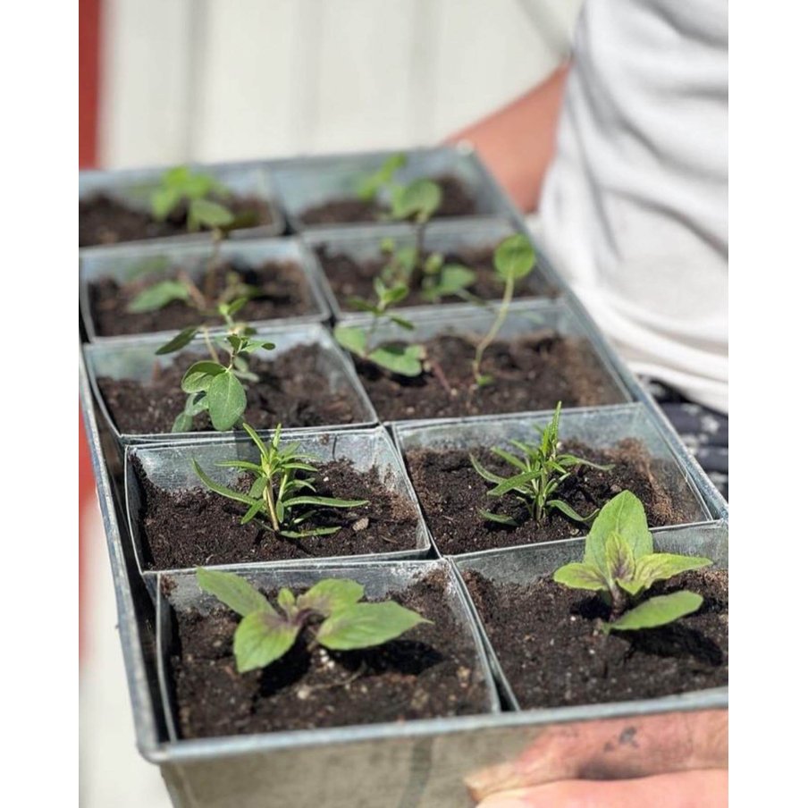 ZINC TRAY + 30 SEEDS POTS
