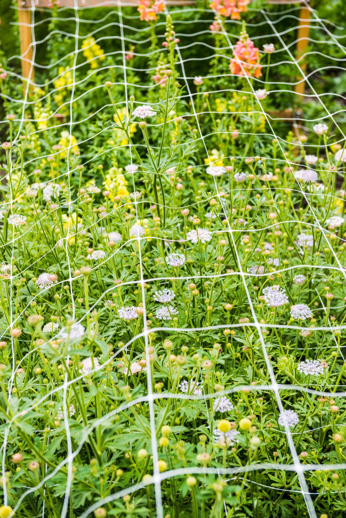 les champs de fleurs sont protégés par une maille légère