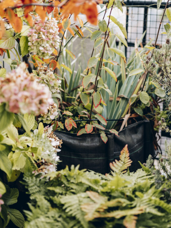 Pourquoi l'automne est la saison idéale pour planter