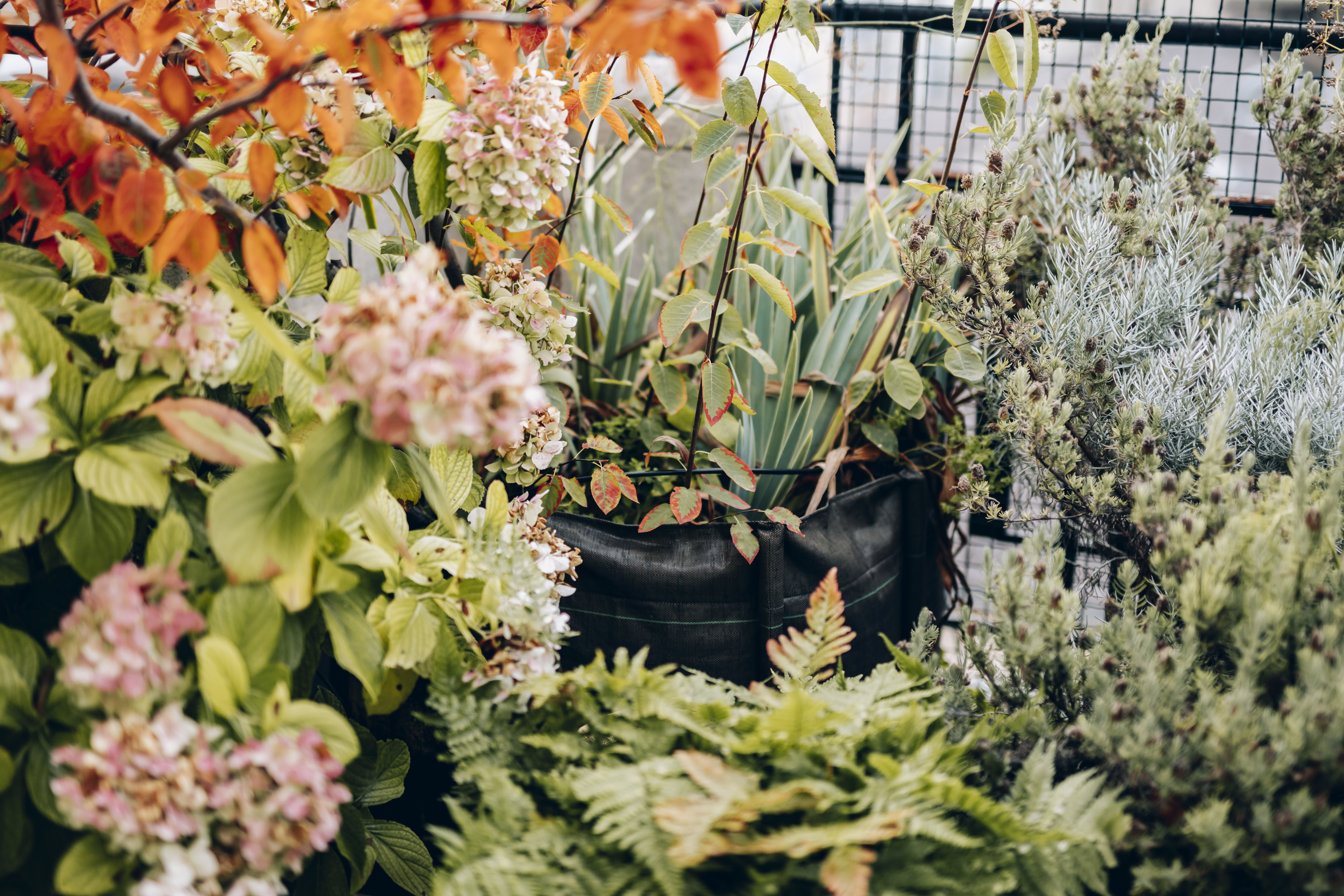 Pourquoi l'automne est la saison idéale pour planter